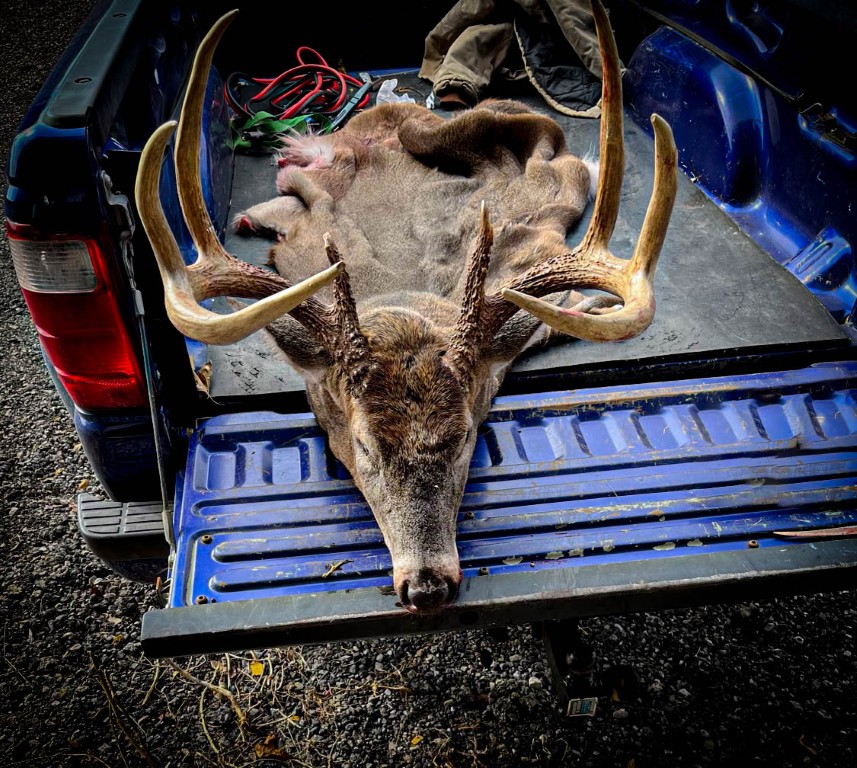 Dead Deer in Truck